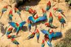 Peru-Amazon Red and green macaws at clay lick in jungle Art Print